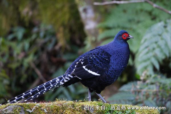 2022养野鸡赚钱吗？野鸡养殖的利润与投资成本及前景预测