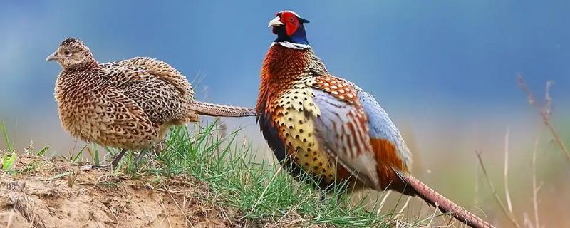 野鸡种类，野鸡是保护动物吗