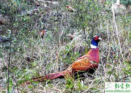 养野鸡赚钱吗？