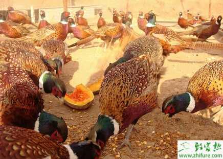 养殖野鸡什么样的环境合适？