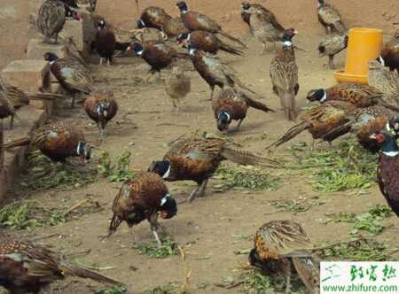 野鸡怎么养？有哪些需要注意的？