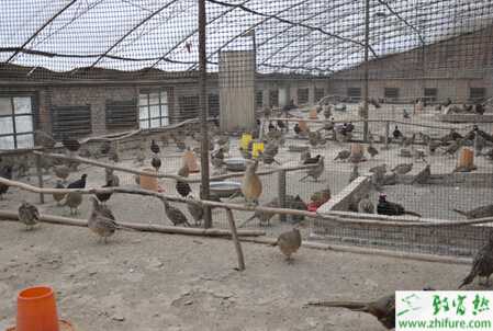 野鸡养殖场怎么建？有哪些设备？