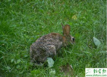 种公野兔的饲养管理经验