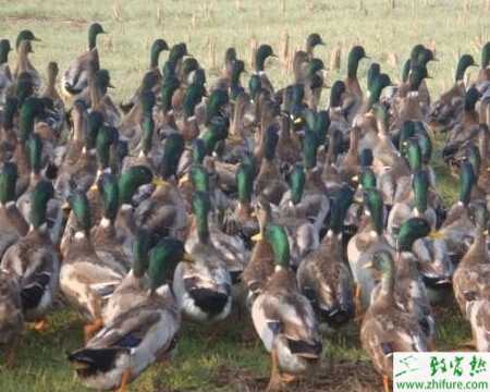 养野鸭赚钱吗？养野鸭利润怎样？