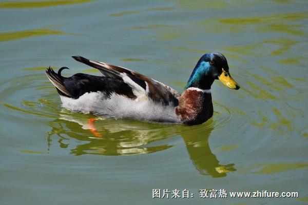 2022养野鸭赚钱吗？野鸭养殖的利润与投资成本及前景预测