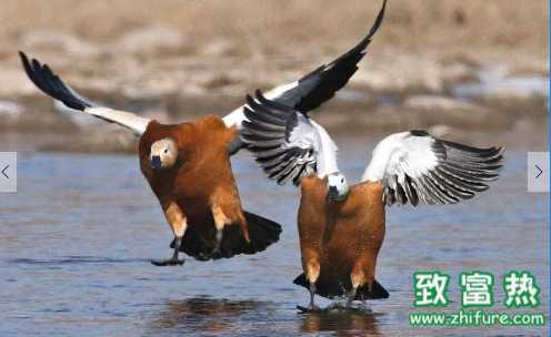 野鸭肉的营养价值和功效 哪些人不适宜食用野鸭肉