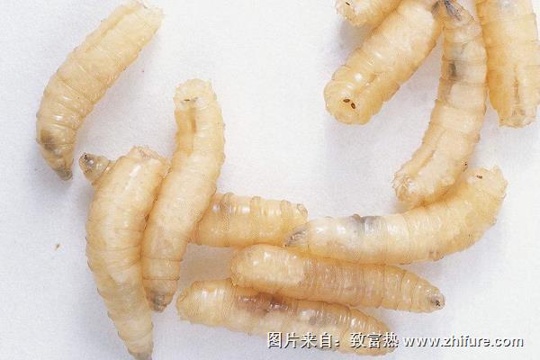 蝇蛆病是怎么得的？