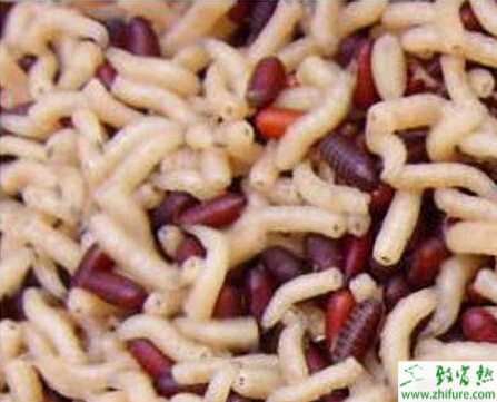 塑料大棚养殖蝇蛆新技术