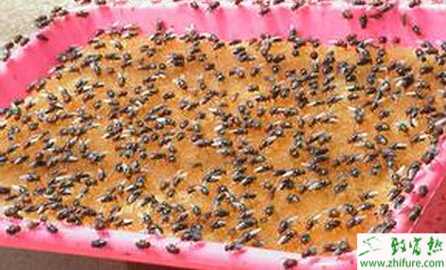 浅析蝇蛆产品的开发与综合利用