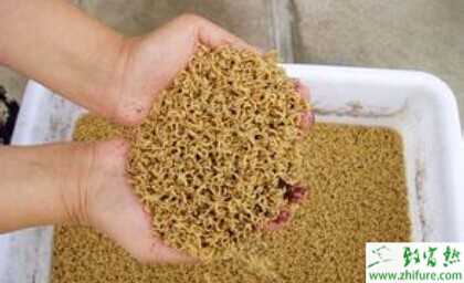 2022养蝇蛆赚钱吗？2022蝇蛆养殖前景及市场价格分析