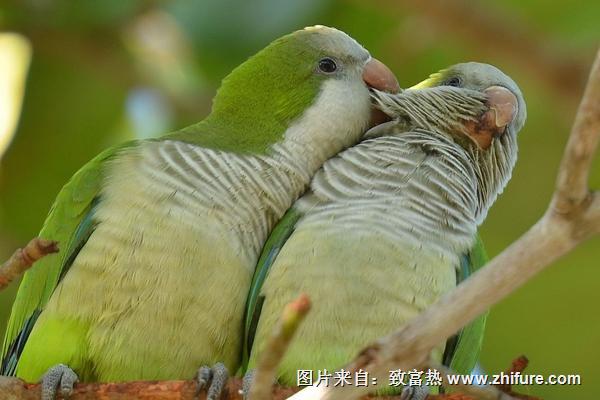 和尚鹦鹉会说话吗？和尚鹦鹉说话能力