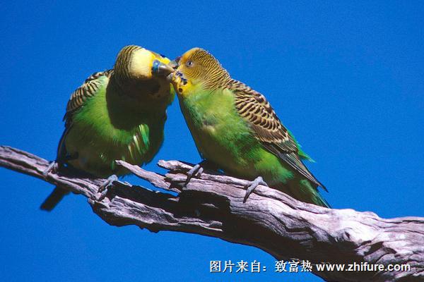 虎皮鹦鹉能活多少年？