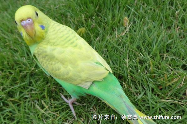 虎皮鹦鹉会说话吗？