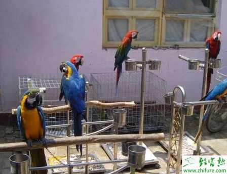 鹦鹉怎么养？有哪些需要注意的？