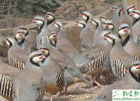 养殖鹧鸪怎样有效提高雏鹧鸪成活率