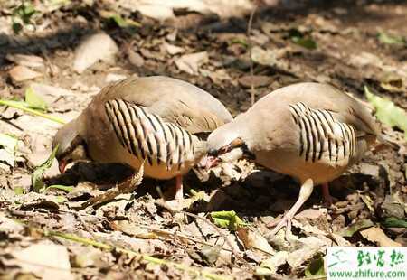 养鹧鸪赚钱吗？