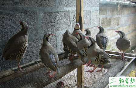 养殖鹧鸪如何购种