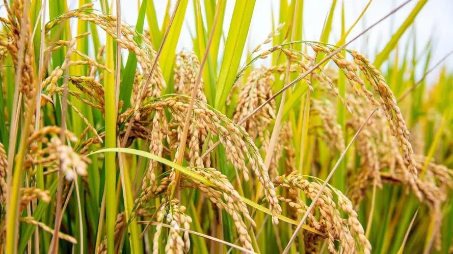 水稻的秘密世界：带你走进稻田的神奇之旅！