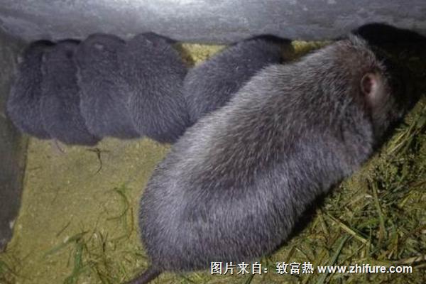 竹鼠是保护动物吗？