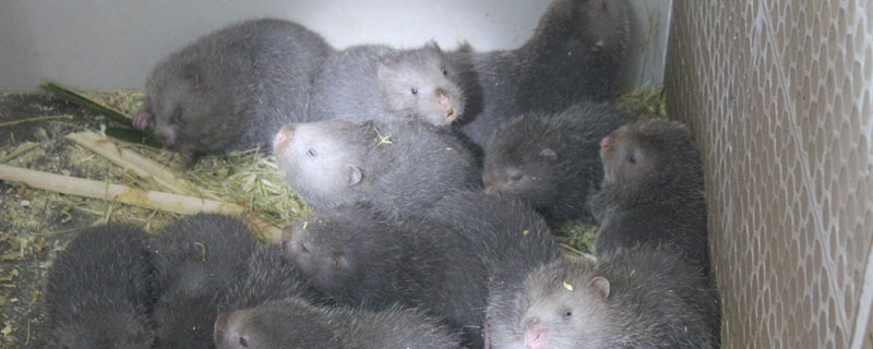 竹鼠粗料有哪些