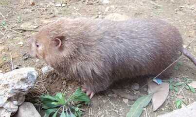 2022养竹鼠赚钱吗？2022竹鼠养殖前景及市场价格分析