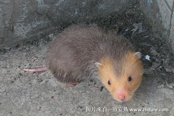 2022养竹鼠赚钱吗？竹鼠养殖的利润与投资成本及前景预测