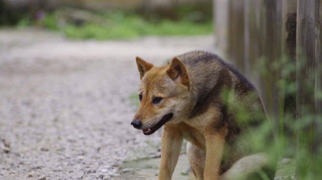 香型白酒的标准评论是什么