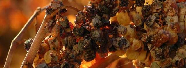 法国国王路易十四疯狂地爱上了它。 贵腐酒有何特别之处？