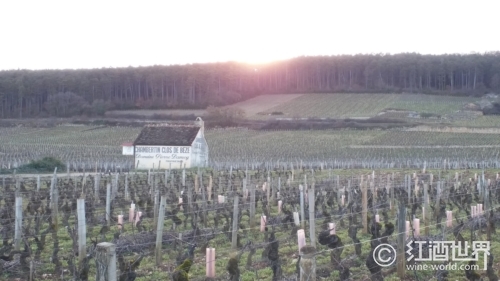 “剪不断，理还乱”：勃艮第9大“香贝丹”特级葡萄园