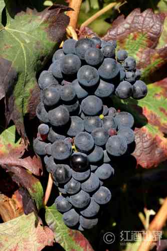 你可能不知道的里奥哈