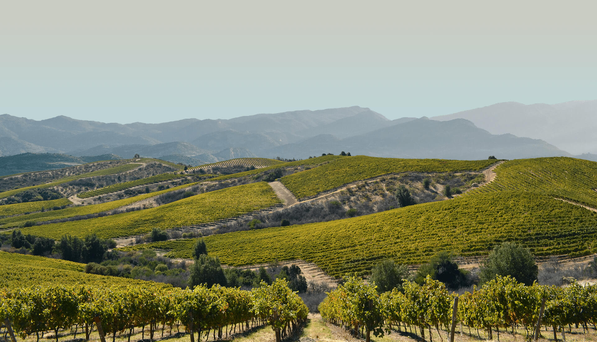 酿酒师的天堂——智利