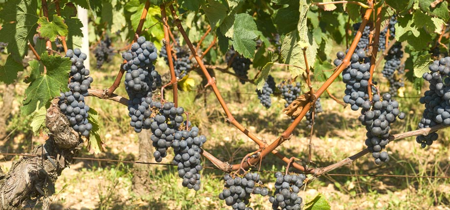 波尔多VS加州赤霞珠葡萄酒全比较 