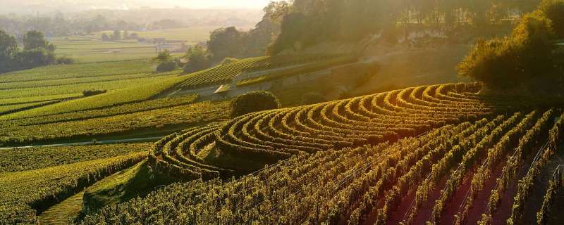 探秘酒王之王柏图斯的故乡——波美侯产区 