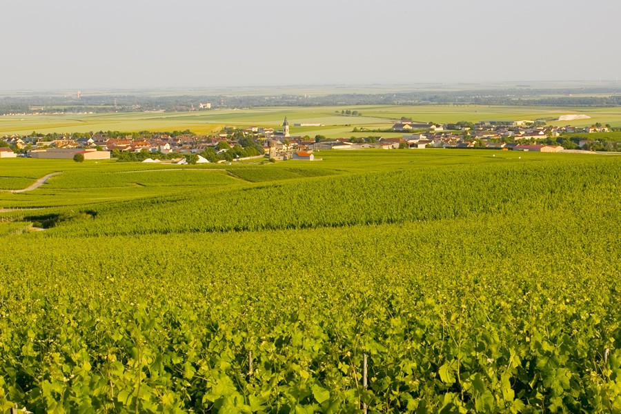 香槟山丘：香槟产区也产静止葡萄酒 