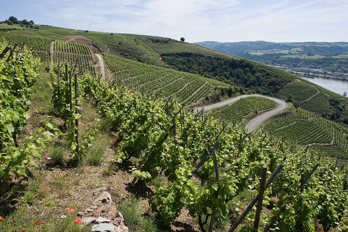 罗第丘：那片被阳光烤炙的北罗讷产区 