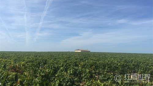 “行不独自去，三三两两俱”——波尔多酒品种调配指南 