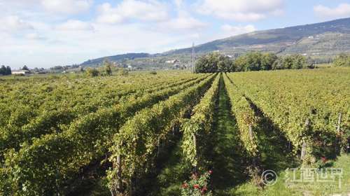 埃米塔日：罗讷河谷的传奇风土之地 