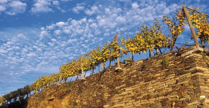 多瑙河哺育的奥地利产区