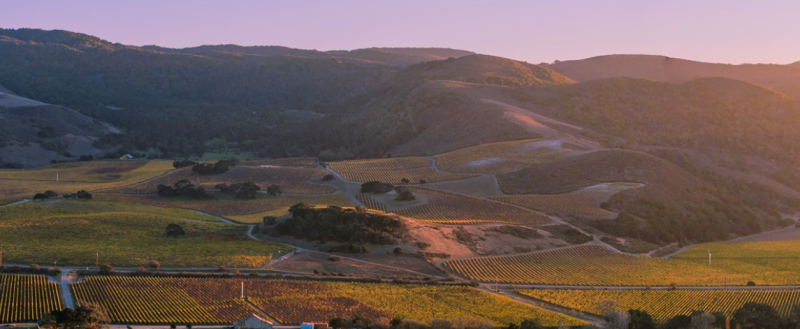 圣丽塔山：加州黑皮诺之王