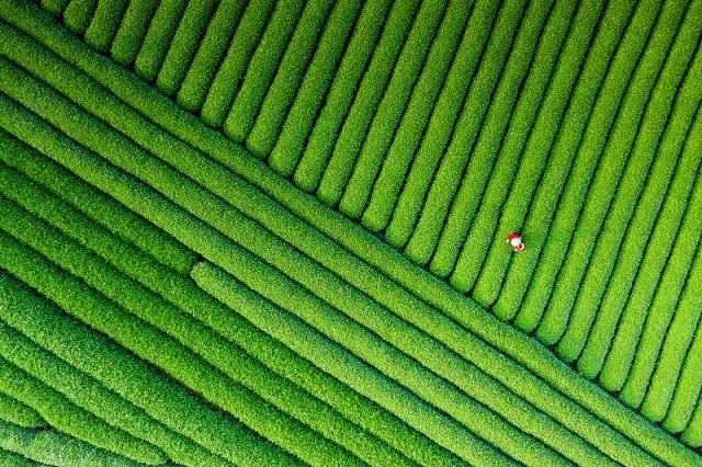 冰岛古树普洱茶「冰岛古树茶和冰岛普洱茶有区别吗」