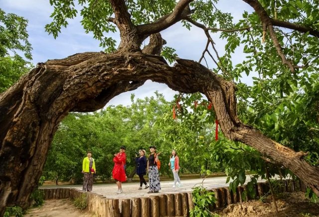 探秘老班章：茶王地古树茶价格与千年古村的传奇故事