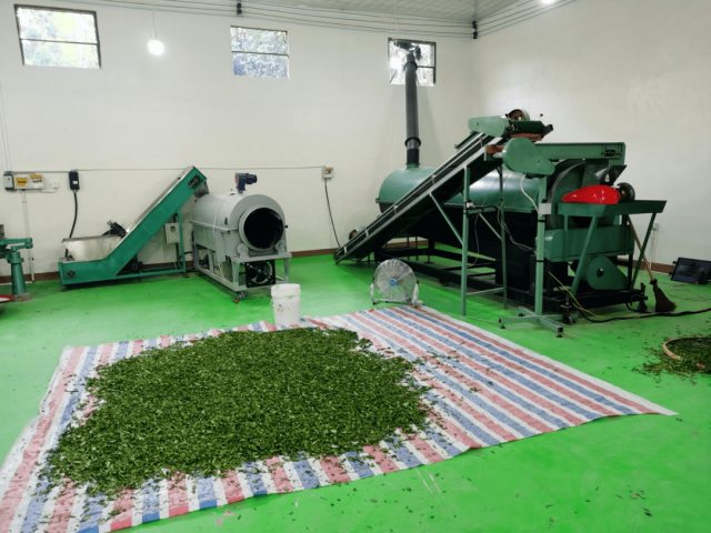茶叶加工属于什么行业代码 