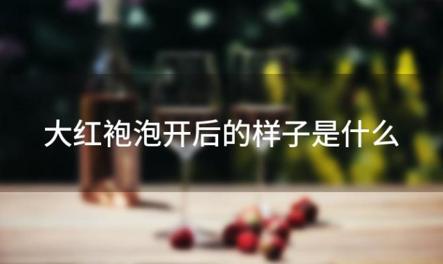 大红袍泡开后的样子是什么