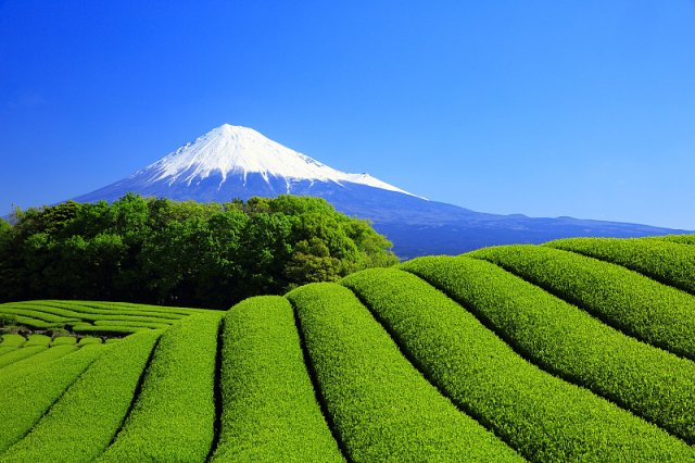 寿眉白茶有保质期吗，白茶有保质期吗