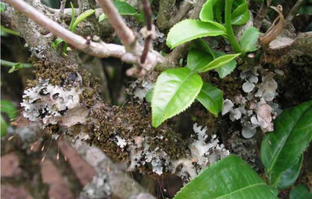 有机茶树如何度过寒冬暖气并非其保暖秘诀，揭秘自然过冬法则