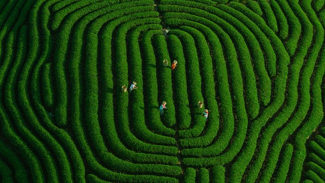 泡茶泡沫多是好还是坏揭秘茶叶泡沫背后的科学原理