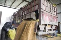 酒厂不买粮，没有酒糟的味道，还敢叫纯粮酒？ 真的是这样吗？