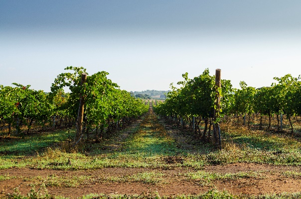 维诺酒庄BodegasWinol：四时葡萄园的醇香魅力，春夏秋冬尽收杯中 
