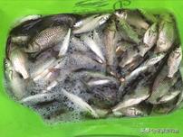 土豪的世界我们不懂。 烈酒配金酒，做鲫鱼酒饭，真是让人羡慕。