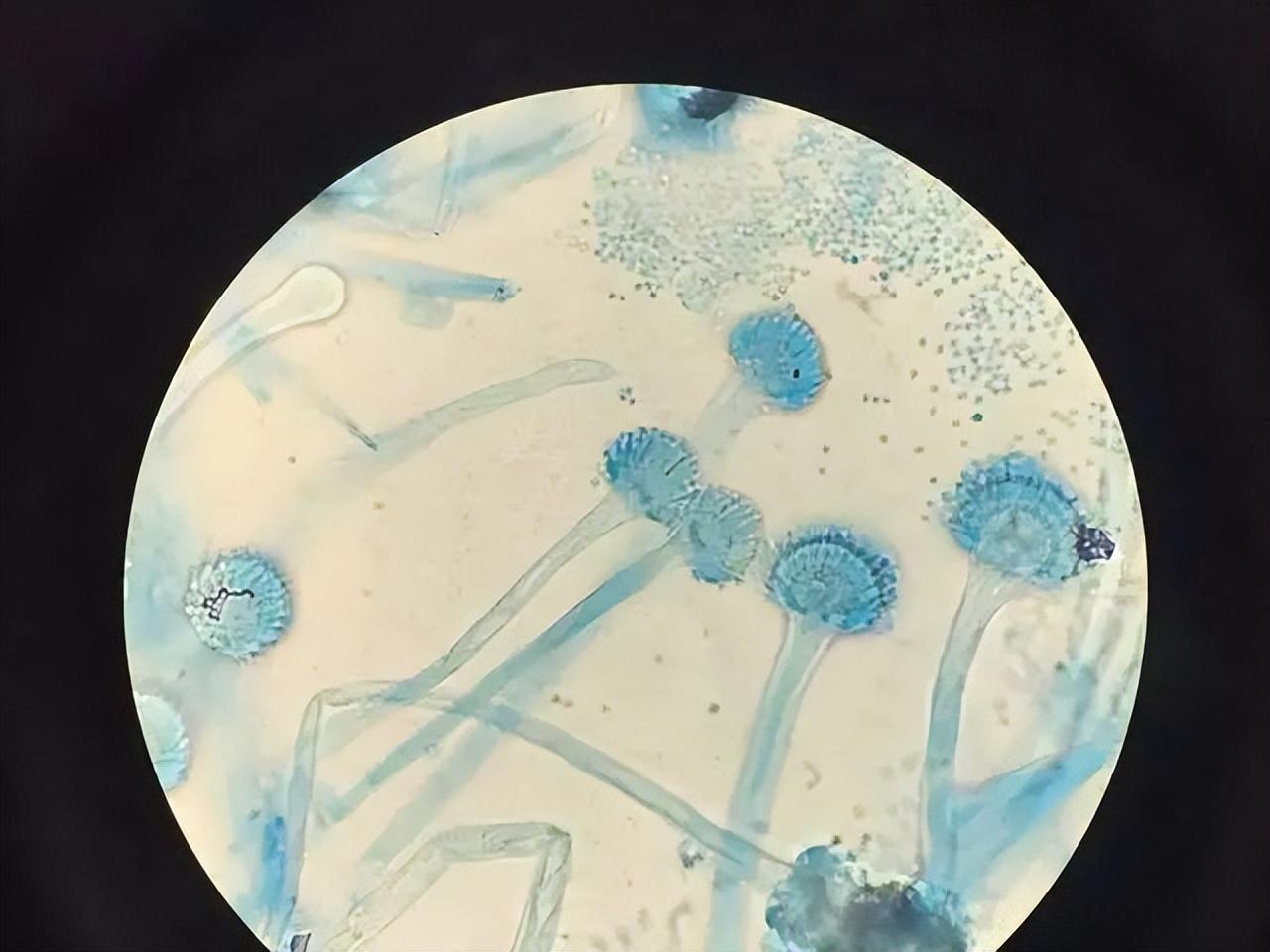 酒百科：酿酒大曲中微生物的种类和作用